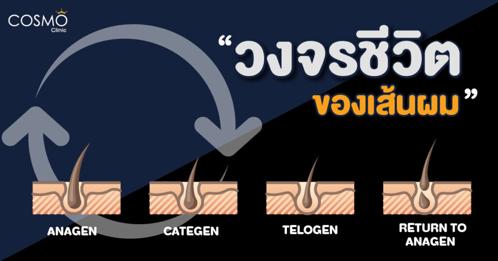 วงจรชีวิตเส้นผม