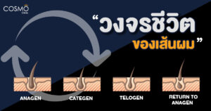 วงจรชีวิตเส้นผม