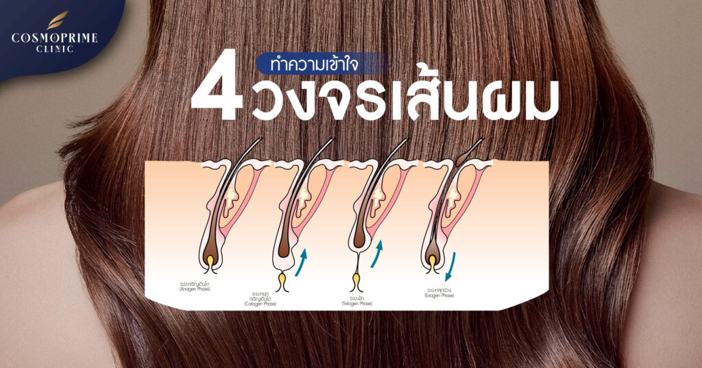 วงจรเส้นผม